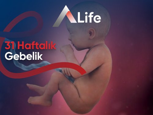 31 Haftalık Gebelik